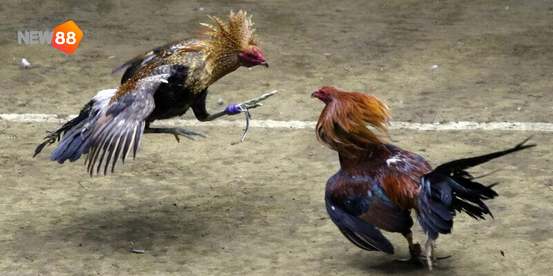 Luôn nắm vững luật xử thắng thua