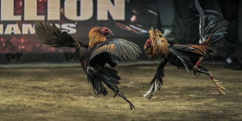 Đá gà online trực tiếp và đa dạng trận chiến